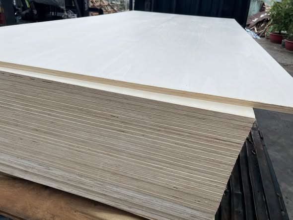 Ván ép poplar (bạch dương) 3
